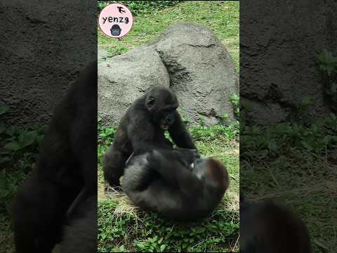 Ringo使勁吃奶力氣把Jabali推下壕溝 gorilla gorillatag taipeizoo 金剛猩猩 台北… サムネイル