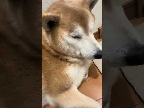 柴犬福 兄が目の前来た時の柴犬🤣Brother and Shiba🤣shorts funny funnydog 柴犬… サムネイル