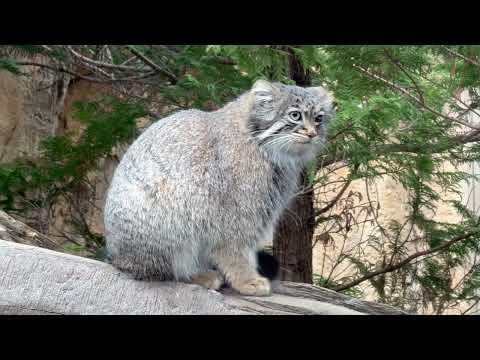 アブちゃんが切り株に来て思わずスマホをクルリん😅🙏　マヌルネコ　那須どうぶつ王国にて　2026年3月29日 サムネイル
