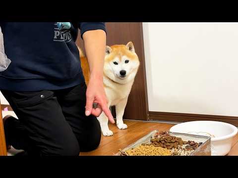 「牛の肺」をごはん台に乗せられるも、目がきゅるきゅるするだけでちっとも狼の血が覚醒しない柴犬 サムネイル