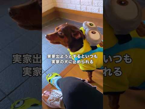 実家に帰省すると毎回これを10分くらい玄関でやってから大阪の家に帰ってる ダックス ダックスフンド ミニオン shor… サムネイル