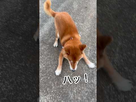 ’26.1.4 力丸は走りたい… 柴犬 shibainu 柴犬のいる暮らし 柴犬の日常 走る犬 力丸 サムネイル