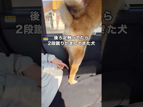 愛犬の後ろ足の感触が良すぎて触ってたら2段蹴りかましてきたwww 柴犬 柴犬のいる暮らし 日本犬 shorts サムネイル