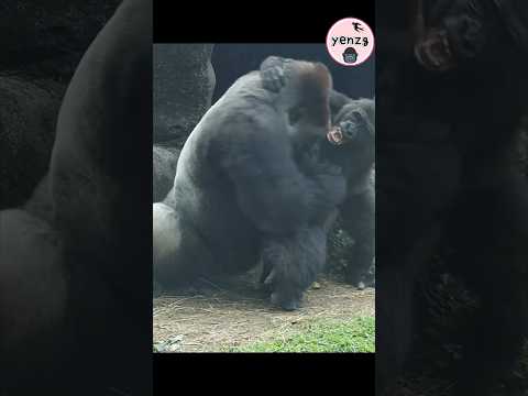🦍 Gorilla Daddy & Son  taipeizoo 金剛猩猩 台北市立動物園 funnyanimals… サムネイル