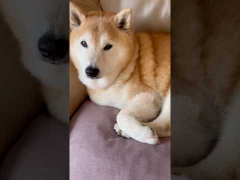 柴犬福 母がクッションをどかしてくれてご満悦なマザコン柴犬🤣Mother's boy🤣shorts japanesed… サムネイル