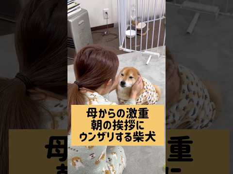 照れ隠しやな。 柴犬 サムネイル
