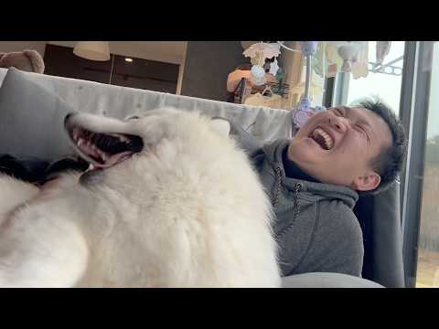 半年で１５キロ痩せなきゃいけない男の中間発表を笑顔で見守る柴犬とサモエド サムネイル