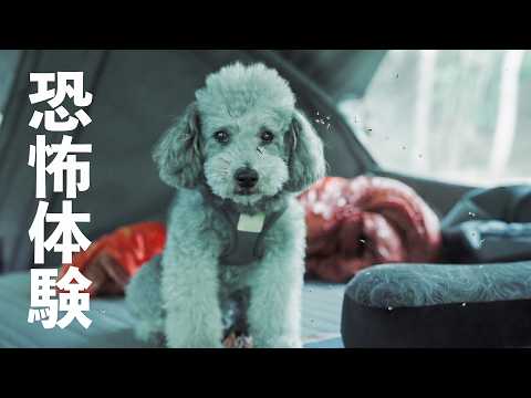🐶大自然の脅威を思い知ってテントから出てこなくなったトイプードル【coody HAVENA】 サムネイル