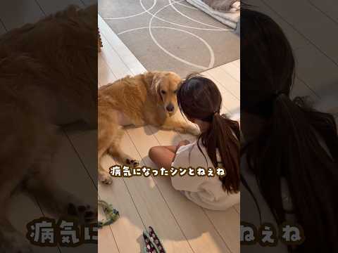 病気になったシンとねぇね ゴールデンレトリバー 大型犬のいる生活 goldenretreiver 白血病 悪性リンパ腫