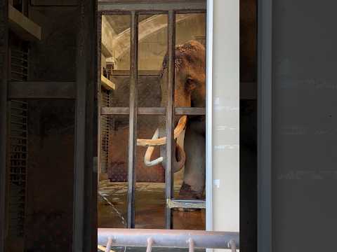 shorts ゾウのマックくん　王子動物園　2025年12月27日 サムネイル