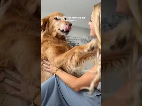 coming home to my golden retriever🥵goldenretreivers dog pup… サムネイル