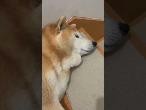 柴犬福 兄に撫でられてる時の柴犬🤣Bro and Shiba🤣shorts japanesedog 柴犬 shibai… サムネイル
