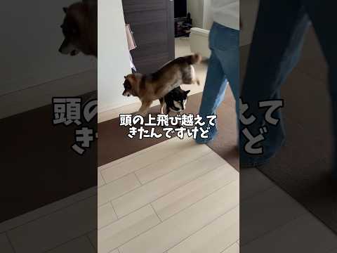 無茶な同居犬と騒がしい飼い主