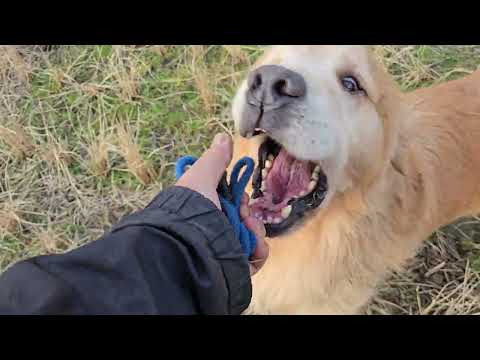 久しぶりの田んぼを自由に走り回るトン君　(BR GCH.PAM GCH.INTCH.JKC CH) FLY GOLDE… サムネイル