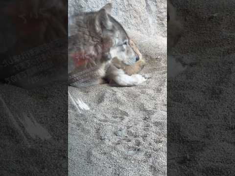 shorts シンリンオオカミ　神戸どうぶつ王国　2025年12月26日 サムネイル