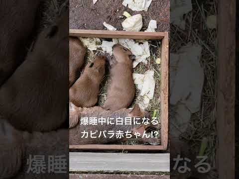 マーラ父さんの側で爆睡中に・・・！？shorts カピバラ capybara サムネイル
