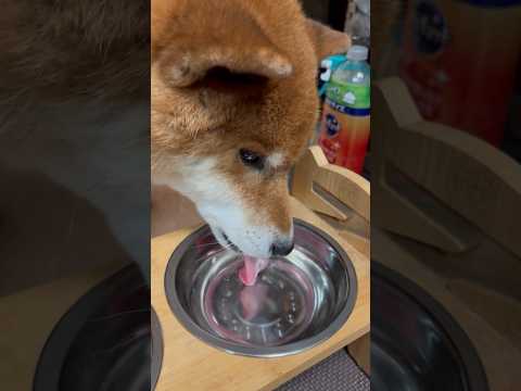 ’25.12.16 力丸の日常… #柴犬 #shibainu #柴犬のいる暮らし #柴犬の日常 #遊ぶ犬 #水を飲む犬… サムネイル