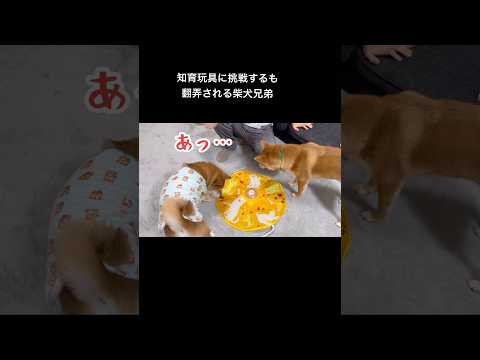 全貌はロング動画へ♪柴犬 サムネイル