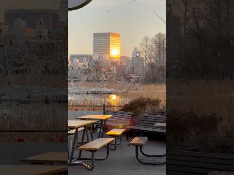 shorts 都会の夕日はビルに沈む　  上野動物園にて　2026年2月6日 サムネイル