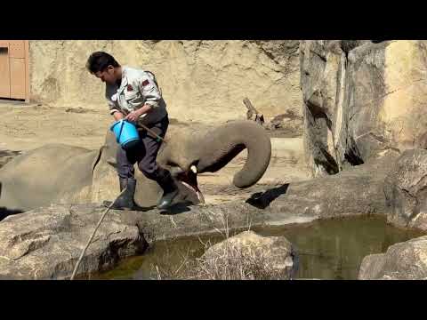 コサラ父さんトレーニング中〜😊　アジアゾウ　東山動植物園にて　2026年3月14日 サムネイル