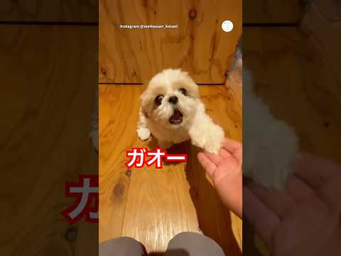 『ガオー』が可愛すぎる犬　シーズー　犬　かわいい かわいい犬 犬のいる暮らし サムネイル