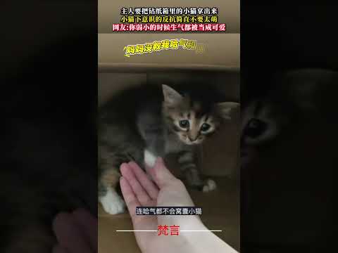 主人要把鑽紙箱裡的小貓拿出來 小貓下意識的反抗簡直不要太萌 貓 可愛 治愈 萌寵 cat cute pets shor… サムネイル