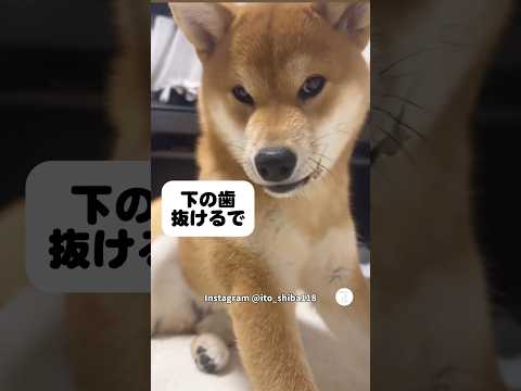 下の歯が抜けそうでベロが出っぱなしの柴犬　　　柴犬　犬　犬のいる暮らし 犬のいる暮らし 面白い犬 サムネイル