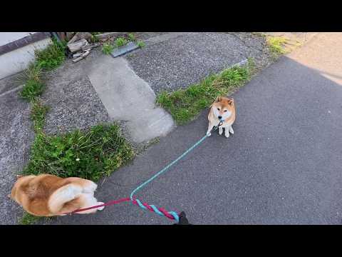 とある理由で道の真ん中でペタリ込むココさん サムネイル