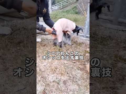 中々オシッコを出してくれないシニアわんこの排泄を促す裏技がこれ シニア犬 シュナウザー ミニチュアシュナウザー 老犬 サムネイル