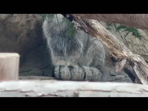 登るナゴムくん　マヌルネコ　　那須どうぶつ王国にて　2026年3月29日 サムネイル