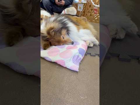 shorts スヤスヤメープルちゃん　ワンニャンリビング　那須どうぶつ王国にて　2026年1月9日 サムネイル