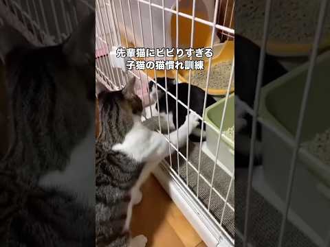 温室育ちで警戒心MAXの子猫とただ遊びたいだけの先輩猫 子猫 先輩猫 保護猫 shorts サムネイル