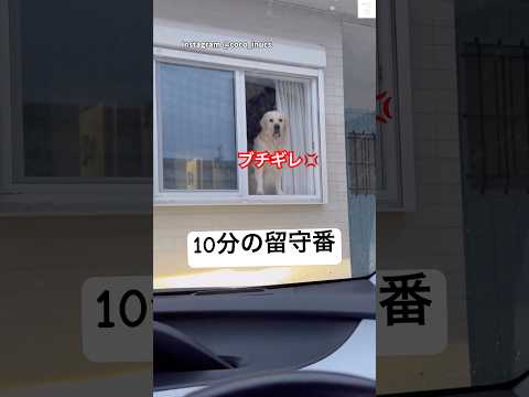 たった10分の留守番でもブチギレの犬😂　かわいい かわいい犬 ゴールデンレトリバー 大型犬 サムネイル
