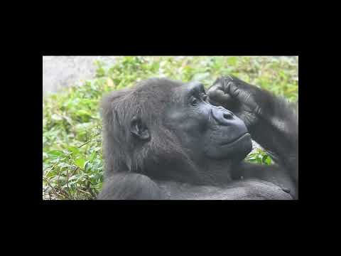 gorilla Iriki mom 15y old shorts.I發呆 1-30 サムネイル