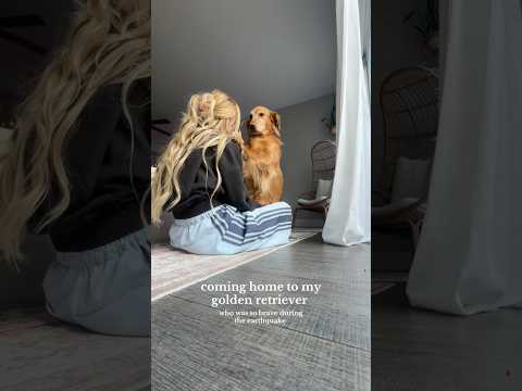 coming home to my golden retriever🥵goldenretreivers dog pup… サムネイル