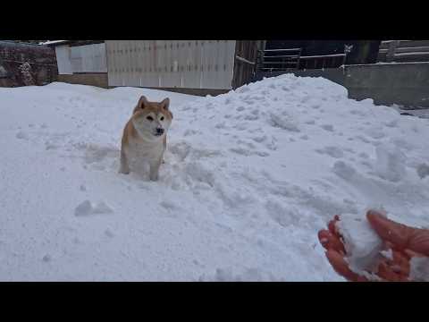 雪玉が大好きな柴犬 サムネイル