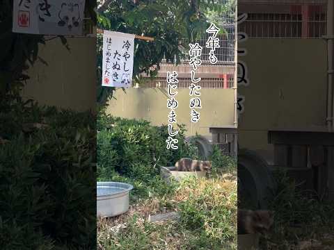 冷やしたぬきはじめました 東武動物公園 動物 animals 癒し zoo かわいい タヌキ　冷やしたぬき サムネイル