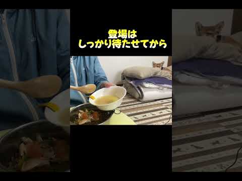 登場はしっかり待てせてから 神戸 柴犬 shiba サムネイル