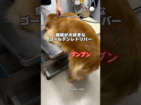 病院で尻尾ブンブンのゴールデンレトリバー　ゴールデンレトリバー 大型犬　犬　かわいい犬 動物病院 サムネイル