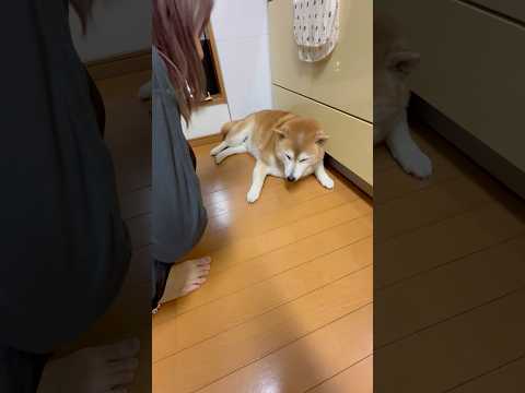 柴犬福 姉が近寄った瞬間にブチギレるピラニア系柴犬🤣Sis and Shiba🤣姉と柴 shiba 柴犬 japane… サムネイル