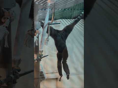 【旭山動物園】てながざる館🐒🐵［Asahiyama Zoo］Tenagazaru Museum　　　shorts サムネイル