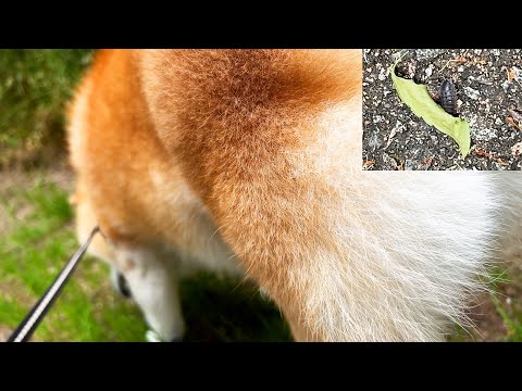 ご近所界最強の生物として、てくてくするだけで小道の生き物たちを震え上がらせてしまう柴犬 サムネイル