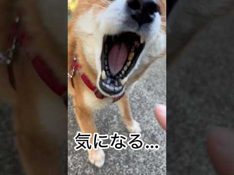 ’26.4.28 力丸の夕暮れ時… 柴犬 shibainu 柴犬のいる暮らし 柴犬の日常 遊ぶ犬 換毛期 力丸 サムネイル