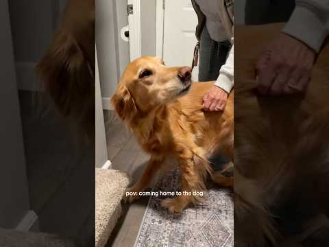 coming home to my golden retriever ♥️ goldendog dog puppy g… サムネイル