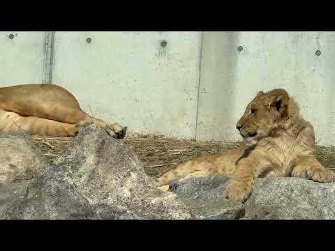 アルくんとアース父さん　ライオンファミリー　のんほいパークにて　2026年2月13日 サムネイル