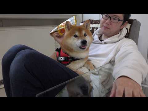 ママとお袋のお茶会が始まると、柴犬の本音が顔に出ました サムネイル