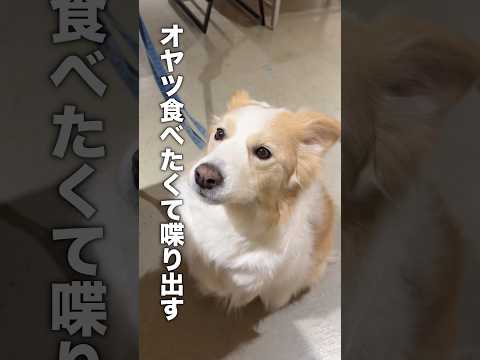 お喋り過ぎて完全に『中身、人間だよね？』と疑われる犬...【ボーダーコリー・ゴールデンレトリバー】shorts サムネイル