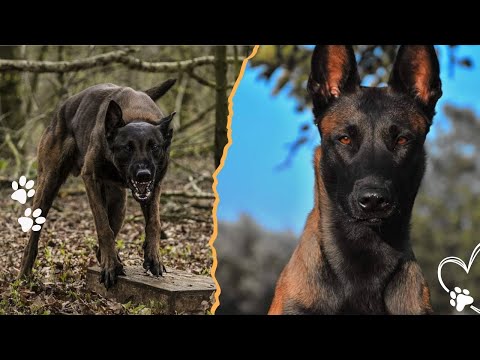 Why Belgian Malinois React to Trouble Before Humans Even No… サムネイル