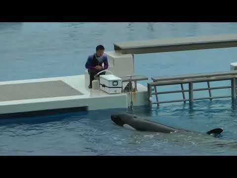 パフォーマンス前のシャチ親子　須磨シーワールド　00016 サムネイル
