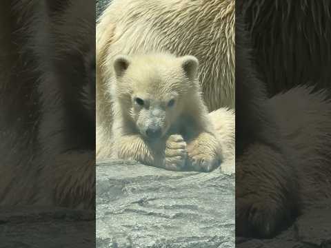 shorts モモ太くん 眠くなっちゃったのネェ〜☺️   ホッキョクグマ親子　秋田県男鹿水族館GAOにて2026年4… サムネイル